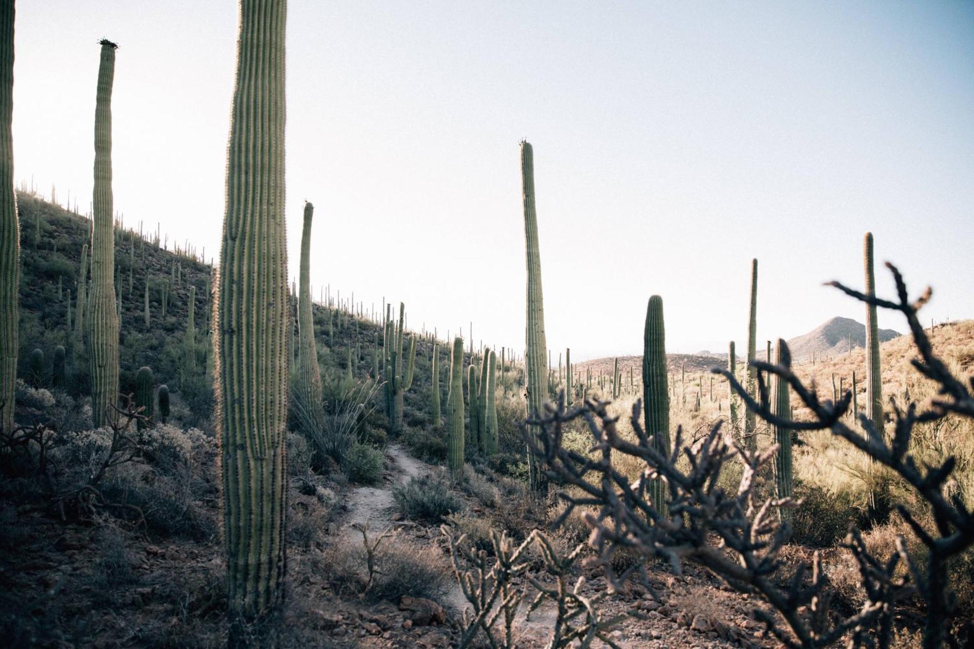 Jw Marriott Tucson Starr Pass Resort Zewnętrze zdjęcie