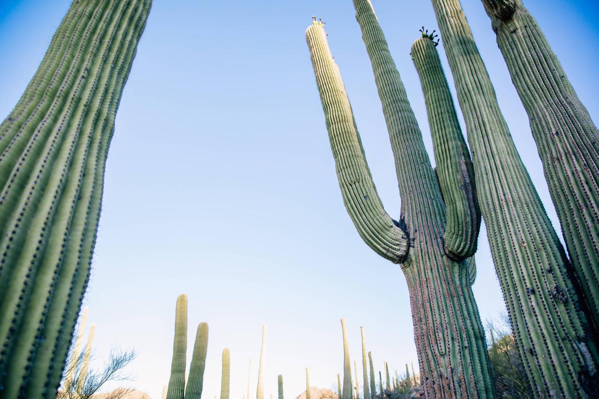 Jw Marriott Tucson Starr Pass Resort Zewnętrze zdjęcie